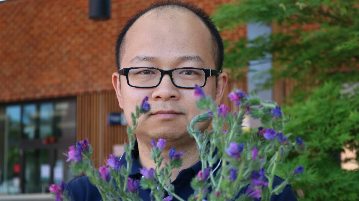 PURPLE CURSE: Lead author, Dr Xiaocheng Zhu from the Graham Centre for Agricultural Innovation. 