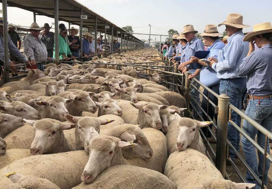 AT THE RAIL: A file image from Wagga sheep and lamb sale. 