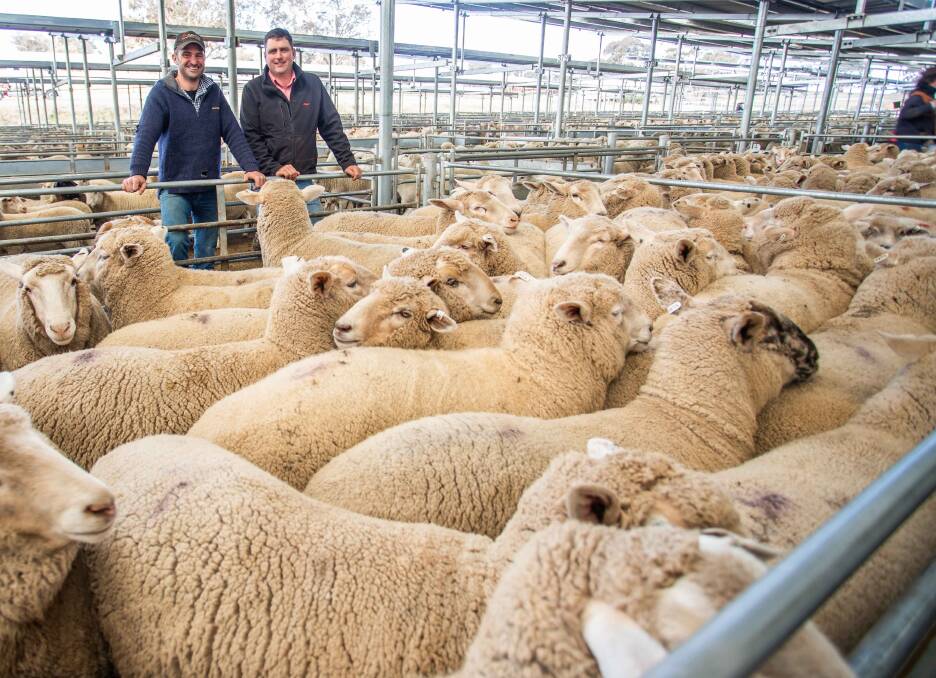 RESULTS: Alan McCormack, Walwa Merino Stud, Gurrundah and Daniel Tarlinton, Elders who topped the market with 29 lambs for $260 each.