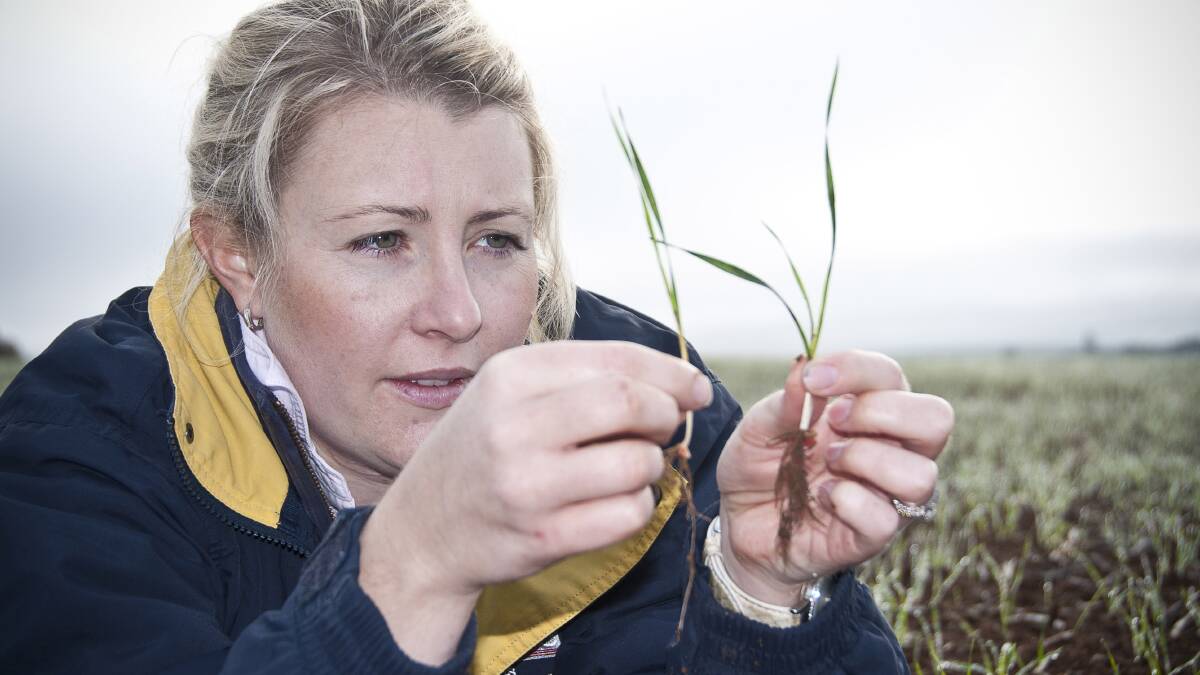 CLOSER INSPECTION: NSW Department of Primary Industries crop physiologist Dr Felicity Harris of Wagga. Dr Harris has investigated the phenology and yield responses to sowing dates.
