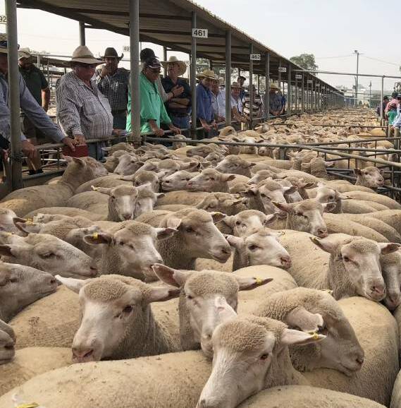 COMPETITION: A file image from the Wagga sheep and lamb market. 