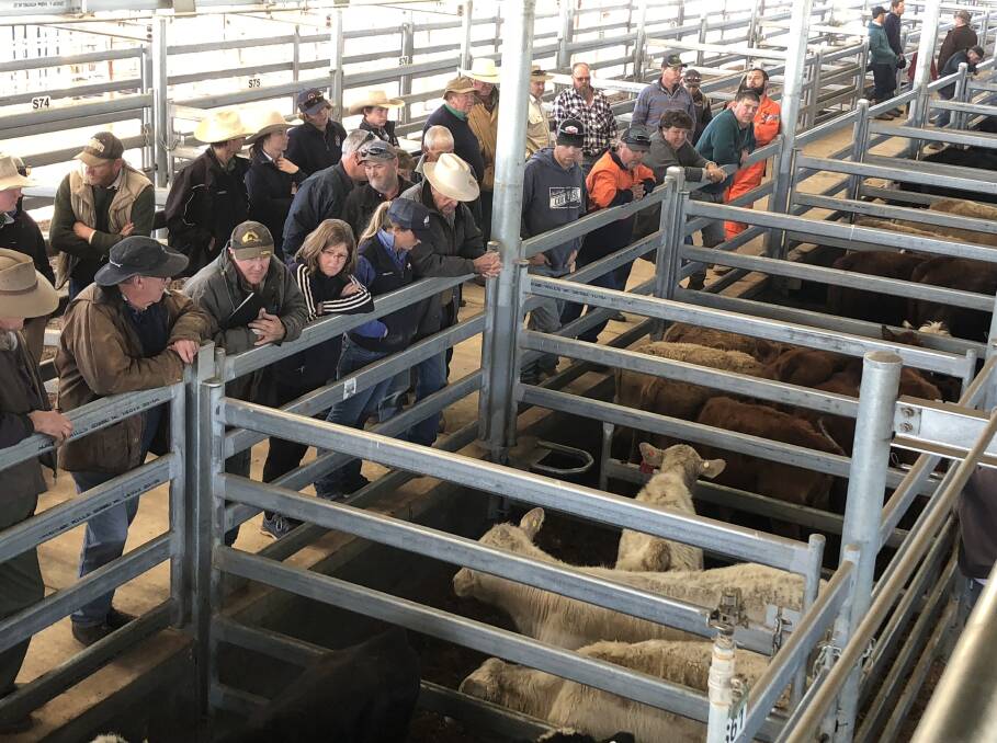 BUYERS: The gathering at Wagga's store cattle pens. 