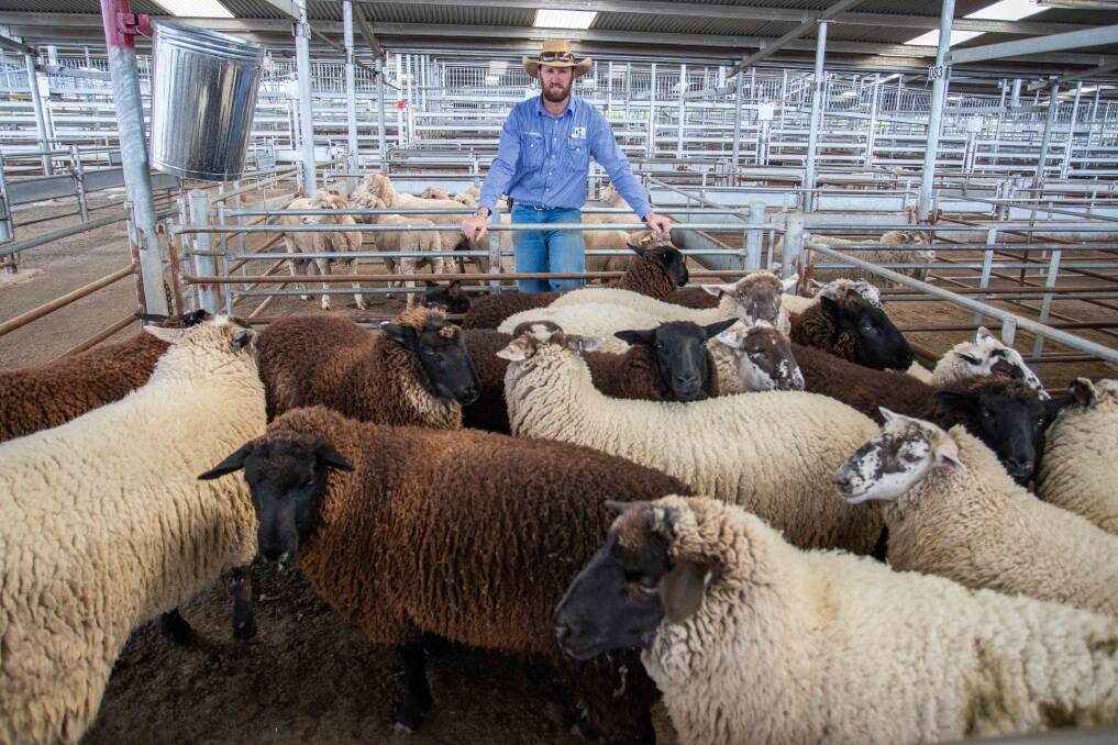 RESULTS: Nick Harton, Jim Hindmarsh and Son sold 16 Suffolk Lambs on behalf of Gradin P/L, Murrumbateman for $186ph. Picture: Supplied