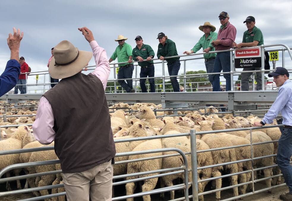 TAKING THE BIDS: Action from the Corowa sheep and lamb market on Monday. Picture: Supplied