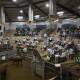 MARKET DAY: A file image from Wagga Livestock Marketing Centre during the cattle sale. 