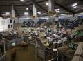 MARKET DAY: A file image from Wagga Livestock Marketing Centre during the cattle sale. 