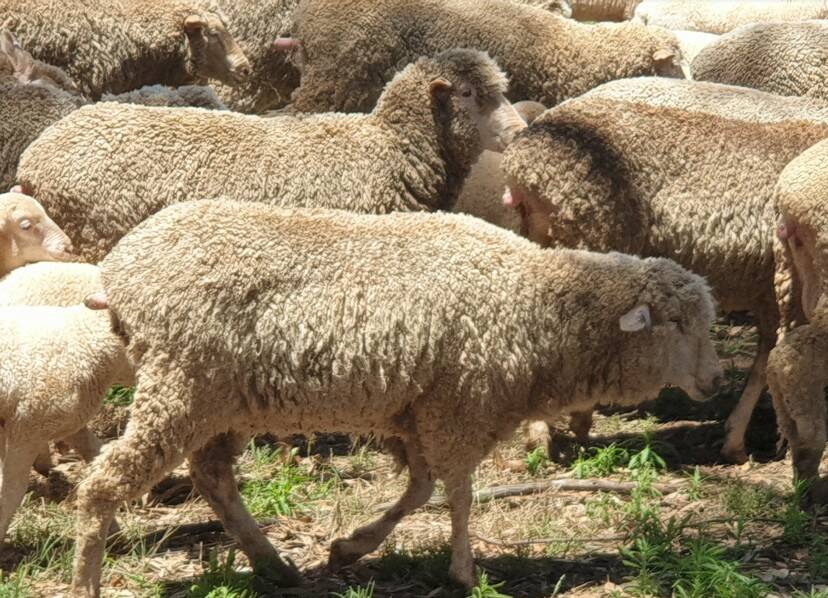 INVESTIGATION: The NSW Rural Crime investigators are looking for ewes, possibly stolen, from the Ungarie region. Picture: Supplied
