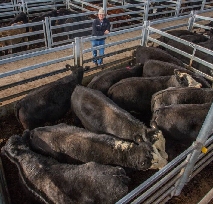 GOOD CAUSE: Delta Agribusiness (livestock agent pictured) sold 10 Angus cross heifers in memory of owner Graham Simmons, Boorowa, who has died. 
