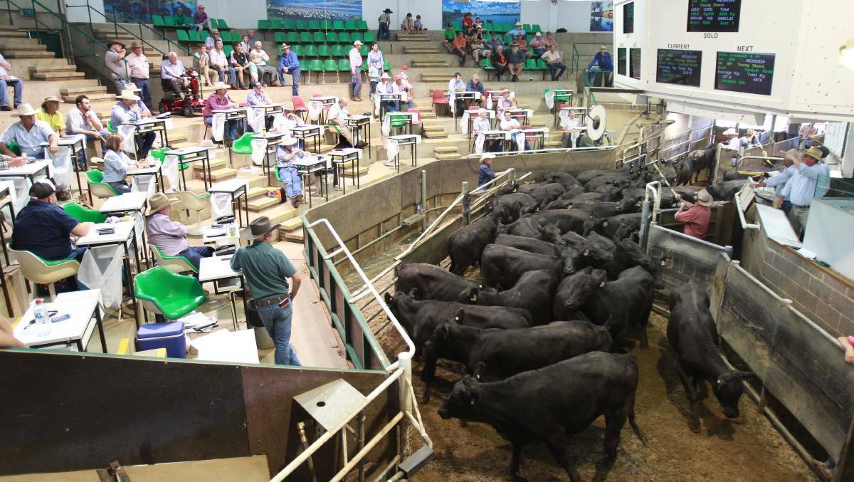 Action from the ring selling centre at Wagga. 