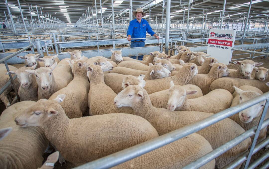 PERFECTLY FINISHED: C and T Willis and Crookwell topped the market with cross bred lambs sold by Jock Duncombe, Duncombe and Co for $170 a head.