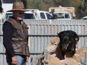 LOOKING BACK: Kevin Howell of Eugowra and his dog Tige participate in the open yard-dog championships at the Ganmain Show. Picture: Les Smith