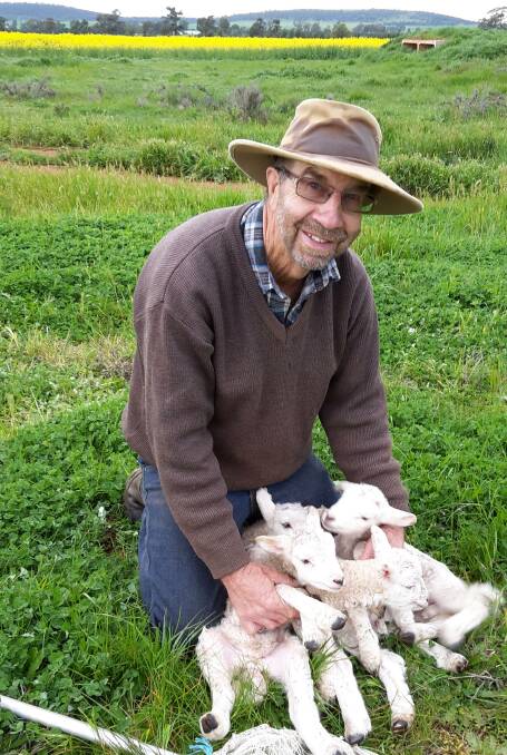 EFFFICIENT: Mike O'Hare of Beckom in southern NSW with some of his lambs. He is using SheepMaster genetics. 