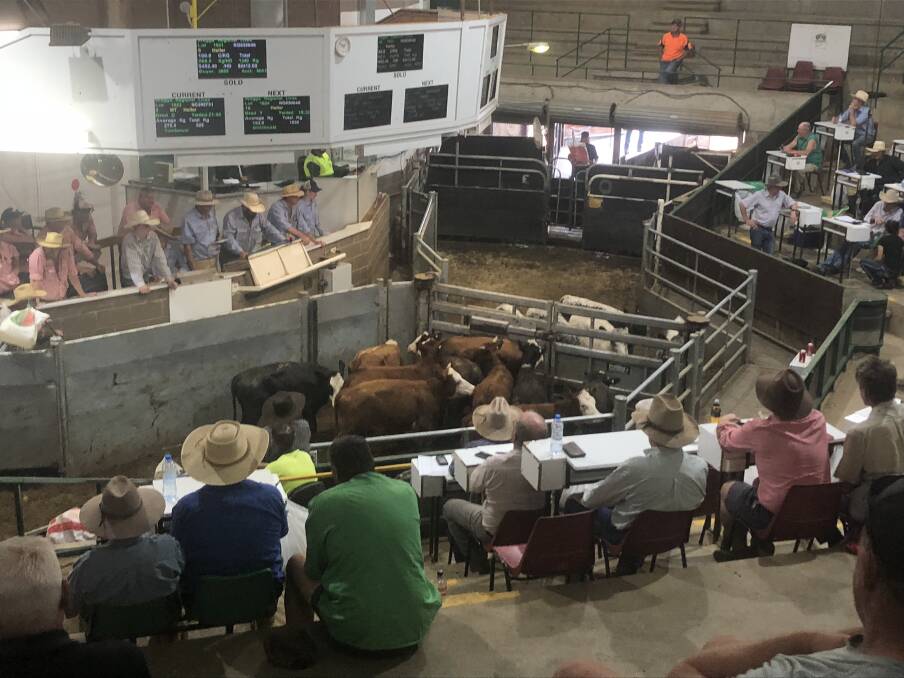 TAKING THE BIDS: Action from the first cattle sale of the year at the Wagga Livestock Marketing Centre. Picture: Nikki Reynolds