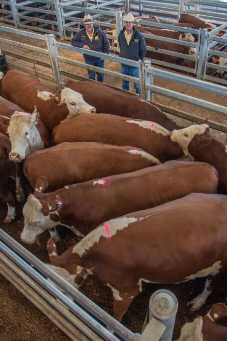 RESULTS: Vendor Robert Perceval (not pictured), of Rye Park topped the market with Gary and David from Ray White Livestock selling 14 Hereford Steers for 305c/kg, averaging 773.9kg, $2360.48 a head. Picture: Supplied