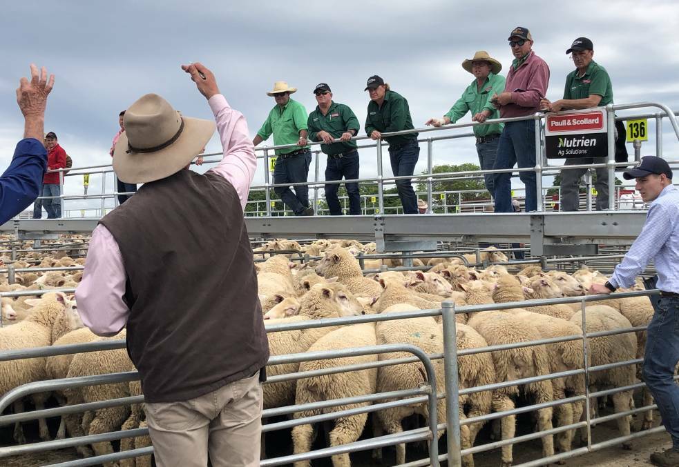 COMPETITION: A file image from the Corowa sheep and lamb market. 