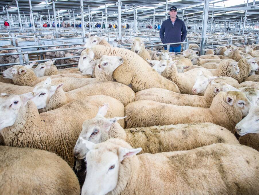 GOOD RESULTS: Rocky Ponds Partnership, Harden topped the sale with Corey Nicholson of Holman Tolmie selling 66 cross breed lambs for $189.20 a head.