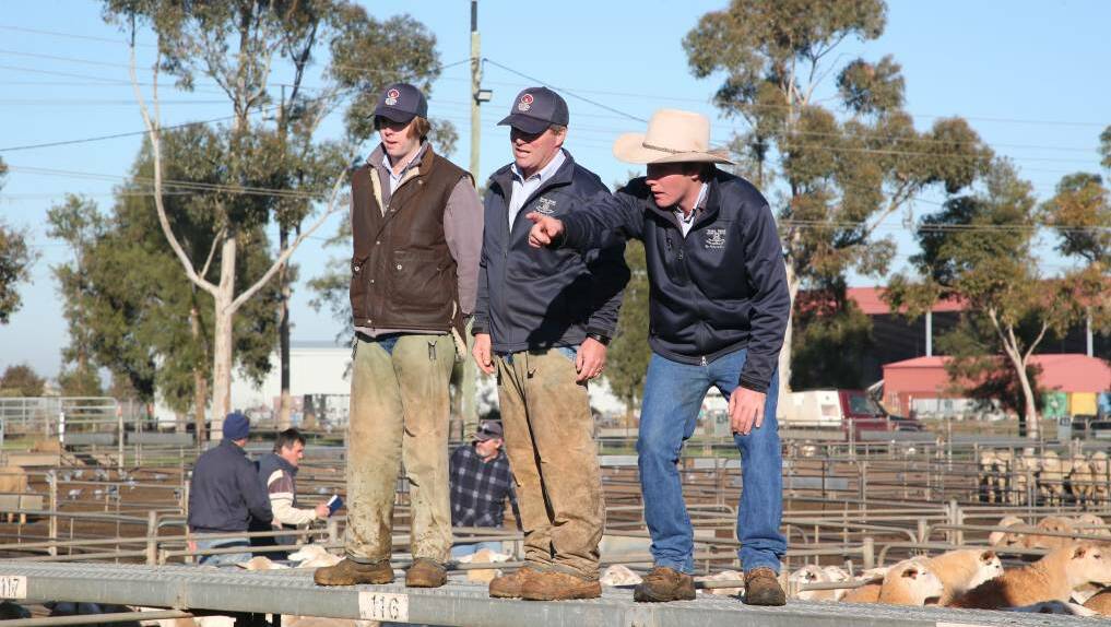 FROM THE CATWALK: A file image from the Griffith sheep and lamb sale. 
