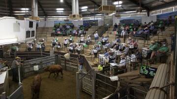 MARKET DAY: Buyers, vendors and livestock agents gather in the ring during the Wagga cattle market. Picture: Madeline Begley