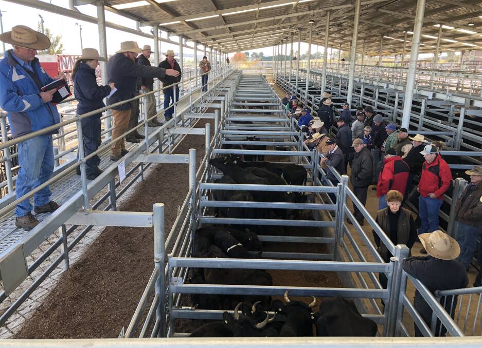 TAKING THE BIDS: Action from the store pens at the Wagga Livestock Marketing Centre cattle sale. Picture: Nikki Reynolds