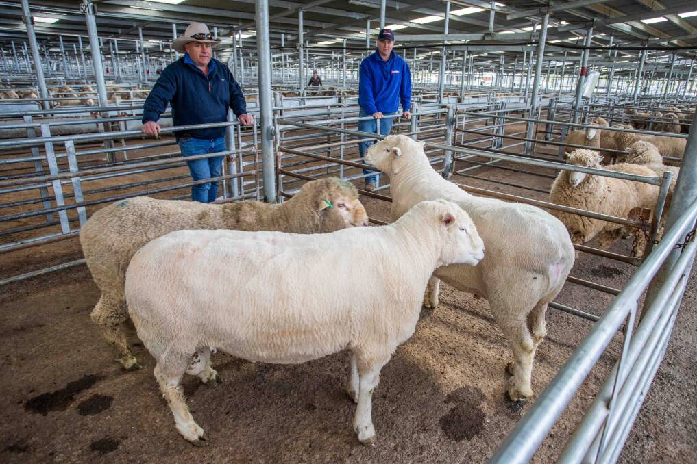 CHARITABLE: A total of 21 sheep were donated from 13 local families to raise more than $3800 for St Joesphs School, Boorowa with Garry and Jake, Duncombe & Co on hand to carry out the sale. Picture: Supplied