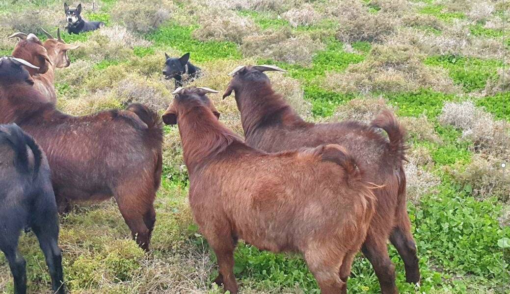 Goats reported stolen in the Lake Cargelligo region. Picture NSW Police
