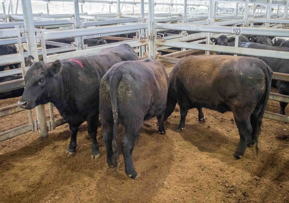 OFFER: Brett Harrison, "Good Hope" sold Angus cross heifers with Butt Livestock & Property for 369.2c/kg, averaging 565kg and equating to $2085.95. Picture: Supplied