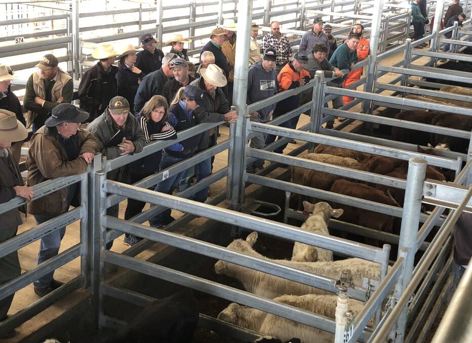 LOOKING BACK: A file image from the store pens at Wagga cattle market. 