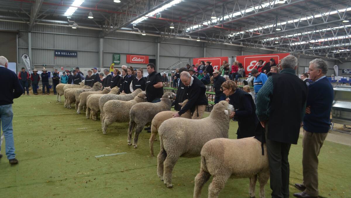 LOOKING BACK: The judging during one of Australia's premier sheep and wool shows. 