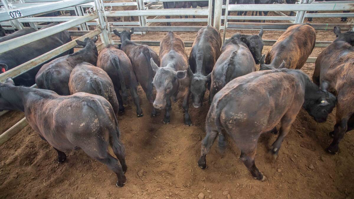 OFFERING: "Waratah," Binda sold 11 Angus Steers with Duncombe and Co for 321.2c/kg, av 228.6kg, $734.38ph. 