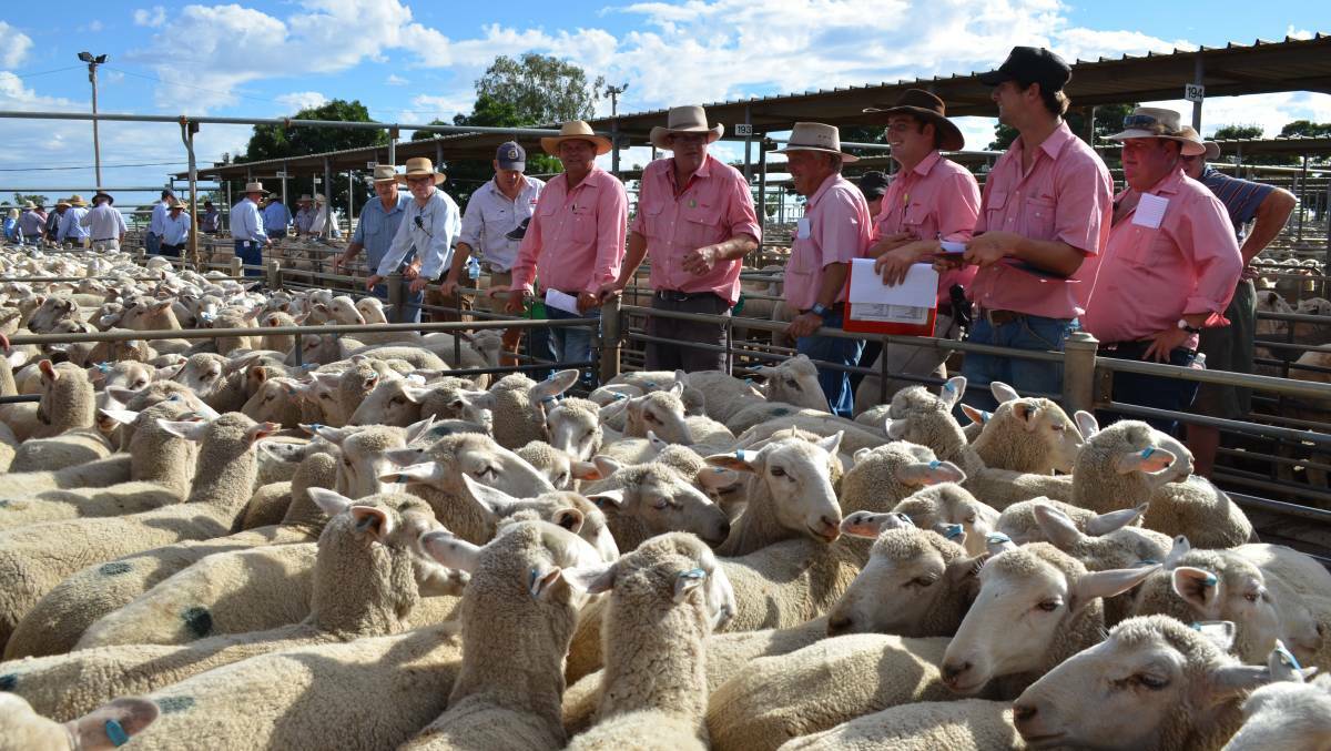 COMPETITION: Big numbers flow at the Wagga sheep and lamb sale with Elders, Wagga at the rail. 