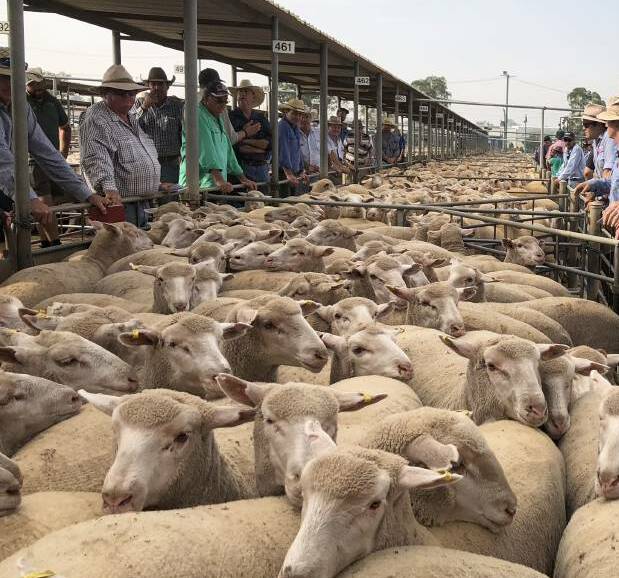 AT THE RAIL: A file image from Wagga sheep and lamb market. 
