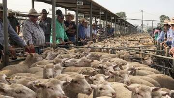AT THE RAIL: A file image from Wagga sheep and lamb market. 