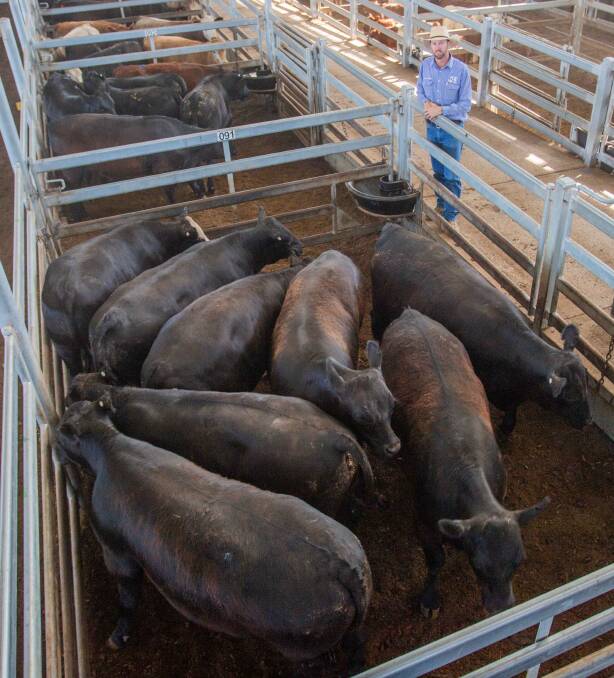 TAKING THE BIDS: Nick Harton of Jim Hindmarsh and Co sold eight Angus cross steers on behalf of J&E Elliot, Binalong for 305.2c/kg, averaging 480kg, $1464.96ph. 