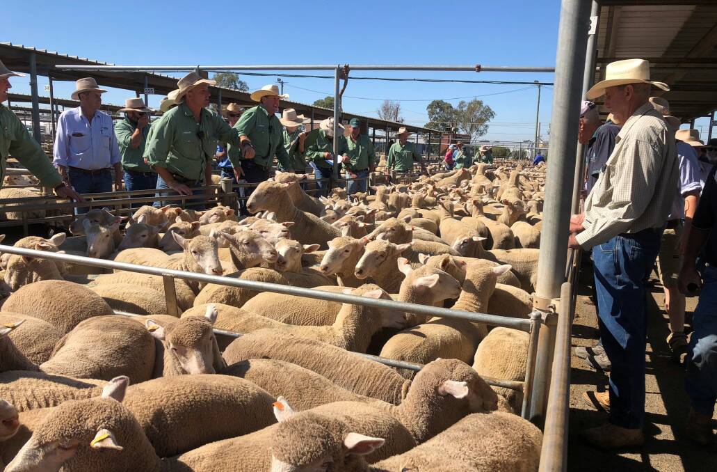 MEET THE MARKET: Action from the Wagga sheep and lamb sale. 