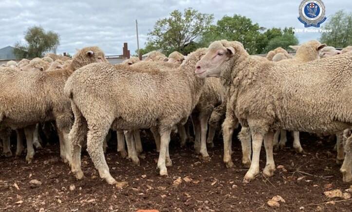 IDENTIFICATION: Police seek information from the public regarding stolen sheep. Picture: NSW Police