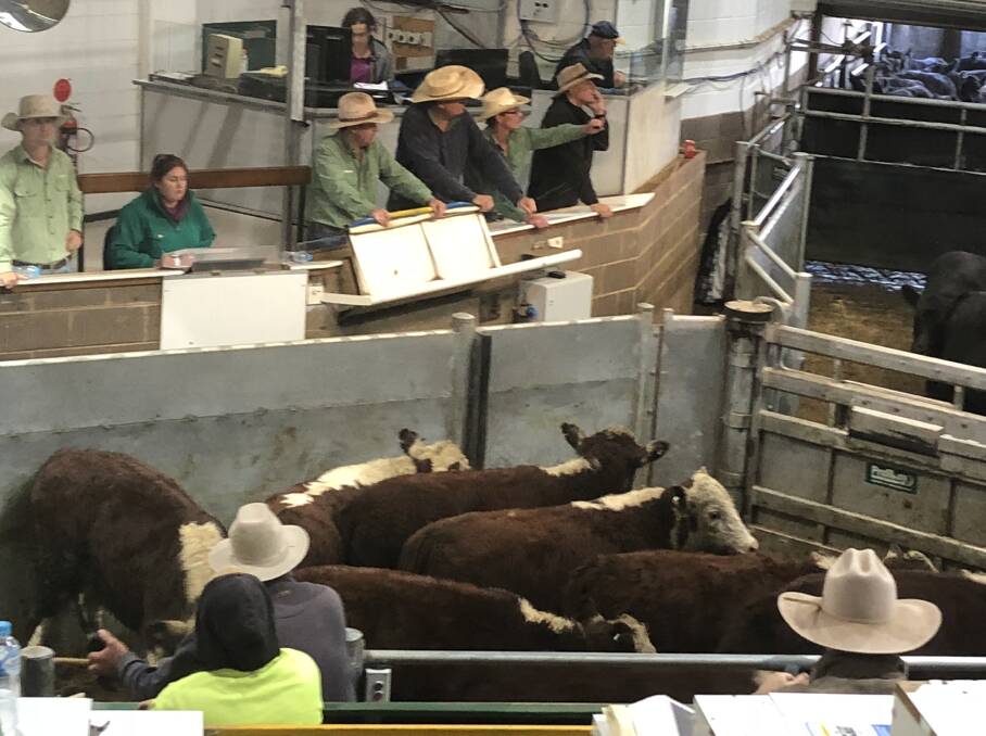 Smaller offering of cattle sells at Wagga market