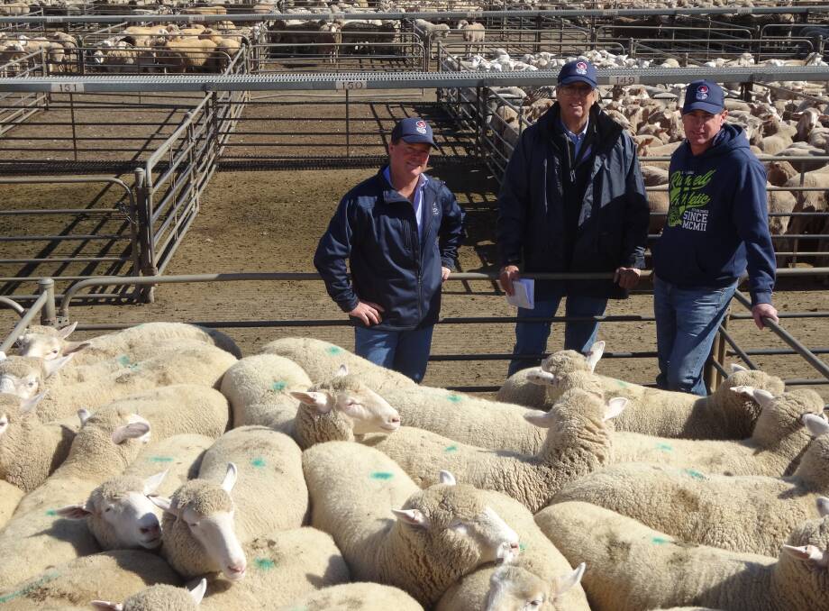 TAKING THE BIDS: Action from the Griffith sheep and lamb market. Picture: Yvette McKenzie