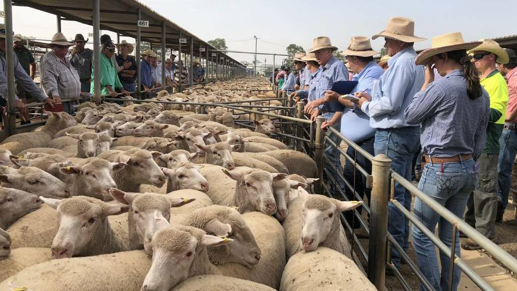 TAKING THE BIDS: A file image from Wagga sheep and lamb sale. 
