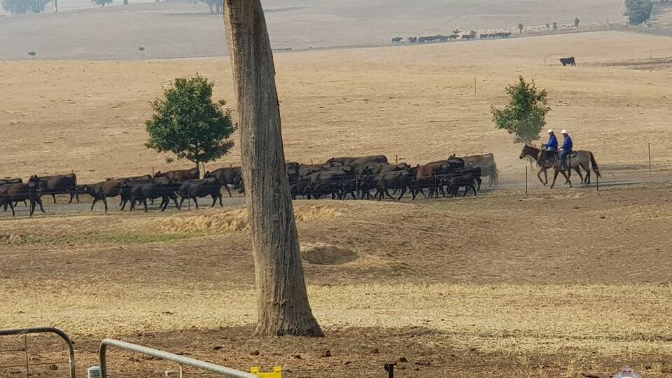 POLICE ACTION: Members of the rural crime prevention team form Strike Force Seger to investigate alleged cattle fraud. Picture: NSW Police