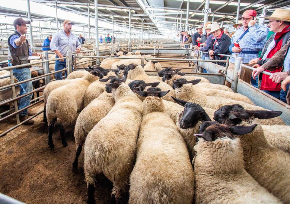 MARKET: These 18 Suffolk lambs with Butt Livestock and Property sold for $290 a head at SELX. Picture: Supplied