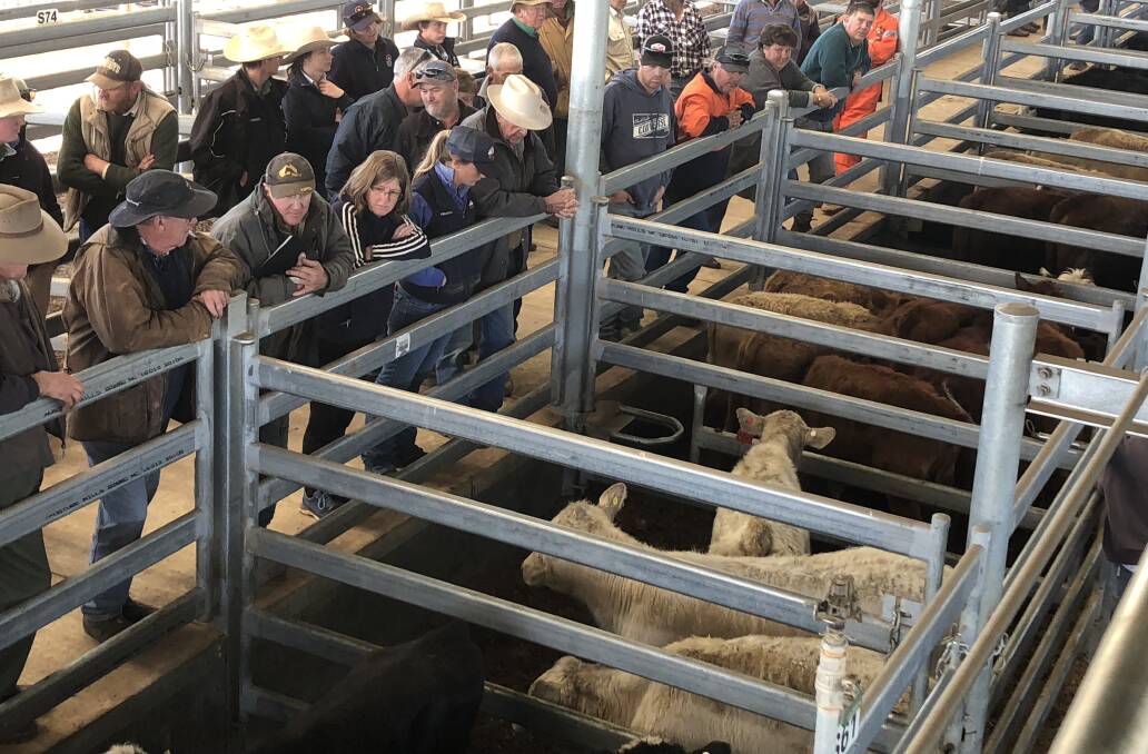 BIDS PLACED: Action from the store pens at Wagga. Picture: File image