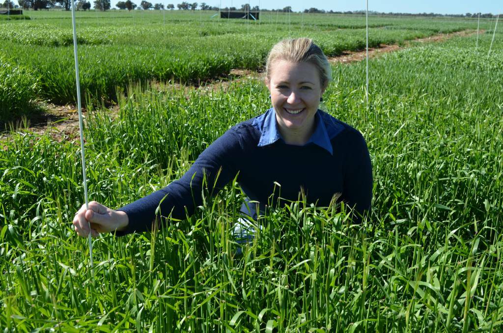 INDUSTRY INROADS: Dr Feclicty Harris of the NSW Department of Primary Industries in Wagga inspects a cereal crop. Picture: Nikki Reynolds