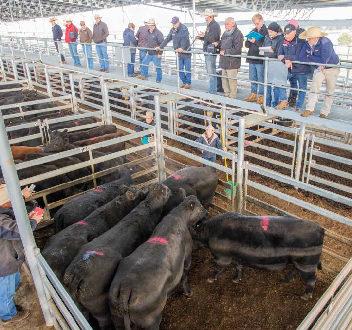 MARKET HIGHLIGHTS: MD and JJ Anderson sold five Angus cross heifers (4 tooth) for 295.2c/kg, ave 578kg, $1706.26 ph on behalf of K&A Grazing. Picture: Supplied