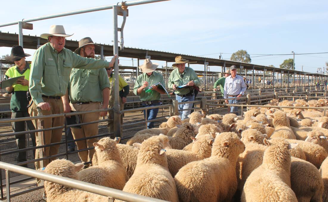 TAKING THE BIDS: Action from Wagga's sheep and lamb market. 