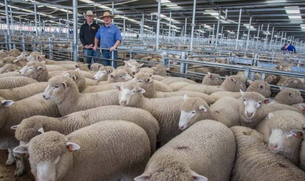 GOOD RESULTS: Jake McKenzie and Greg Anderson, MD and JJ Anderson, sold cross bred lambs for $280 to top the sale on behalf of vendors R and S Cooper of Marulan. 