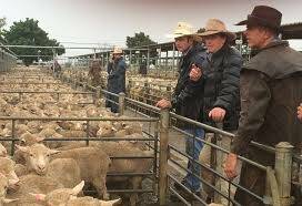 Riverina Livestock Agents take the bids. 