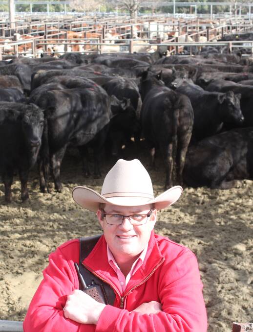 THE BOX SEAT: Elders auctioneer Joe Wilks is pictured with the heifers which commanded a record price of $2172 at the Wagga market. Picture: Nikki Reynolds 