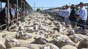 THE HAMMER FALLS: Action from the Wagga sheep and lamb market. 