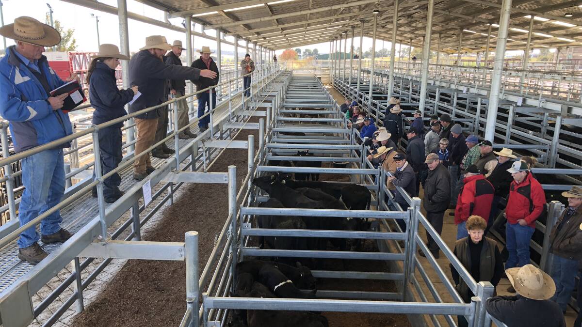 TAKING THE BIDS: Action from the store pens at the Wagga Livestock Marketing Centre. Picture: Nikki Reynolds