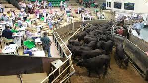 SEASONAL SELL OFF: Big numbers of cattle will go under the hammer at the Wagga market on Monday. 